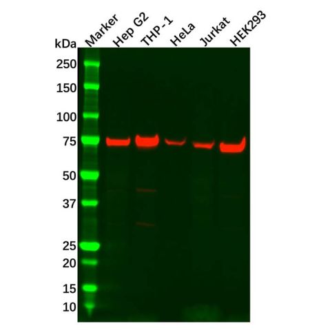 ATG7 Antibody,ATG7 Antibody