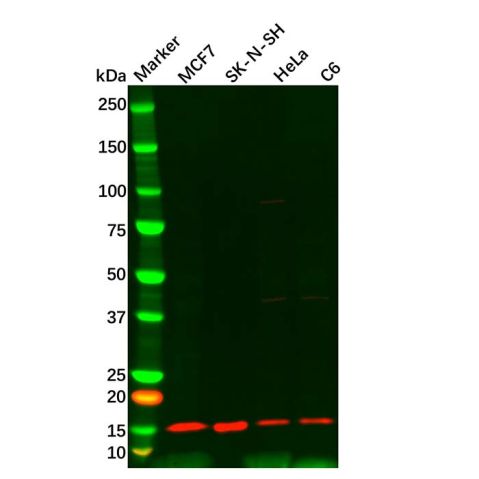 ATP6J/ATP6V1G1 Antibody,ATP6J/ATP6V1G1 Antibody