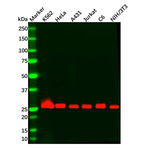 Recombinant Bcl-XL Antibody,Recombinant Bcl-XL Antibody