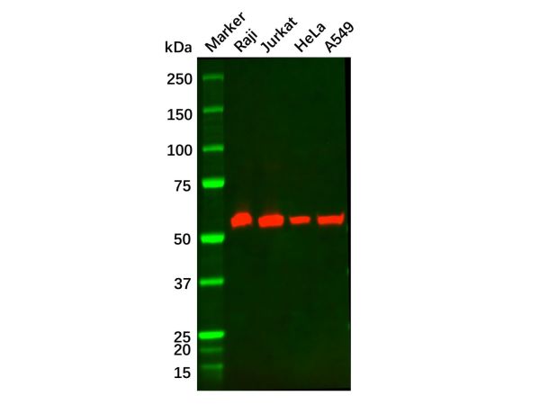 BECN1 Mouse mAb,BECN1 Mouse mAb