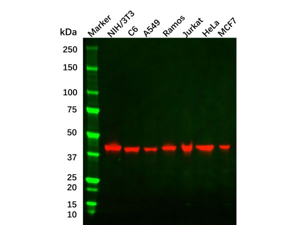 beta Actin Antibody,beta Actin Antibody