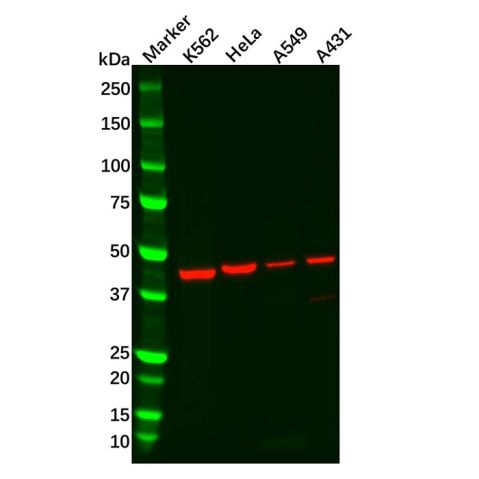 Recombinant BMP4 Antibody,Recombinant BMP4 Antibody