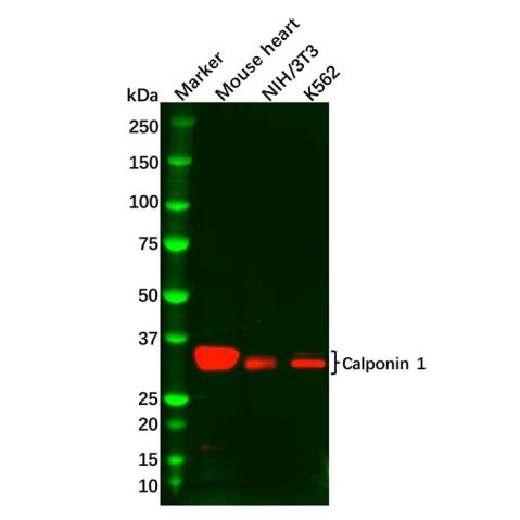 Calponin 1 Antibody,Calponin 1 Antibody