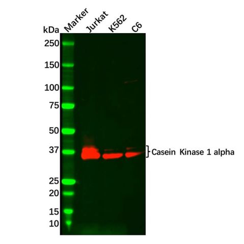 Recombinant Casein Kinase 1 alpha Antibody,Recombinant Casein Kinase 1 alpha Antibody