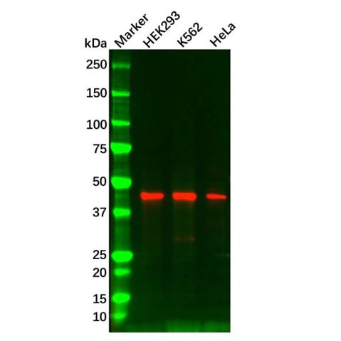 Casein Kinase 1 delta/CSNK1D Mouse mAb,Casein Kinase 1 delta/CSNK1D Mouse mAb