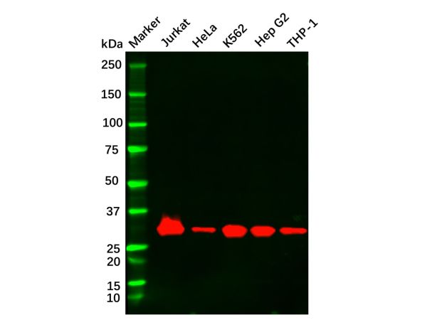 Recombinant Caspase3 Antibody,Recombinant Caspase3 Antibody