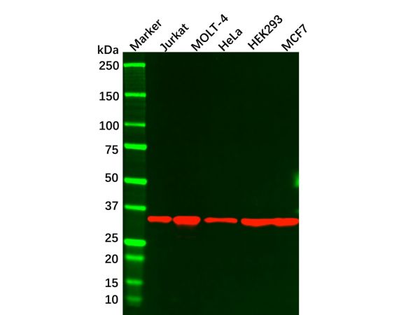 Caspase-7 Mouse mAb,Caspase-7 Mouse mAb