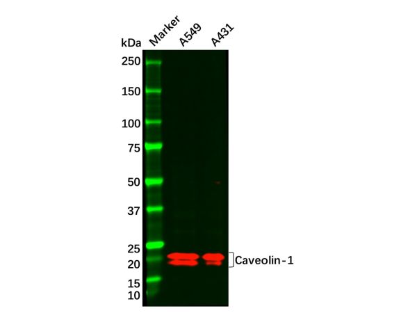 Caveolin-1 Antibody,Caveolin-1 Antibody