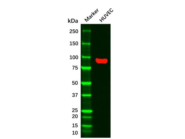 CD105 Mouse mAb,CD105 Mouse mAb