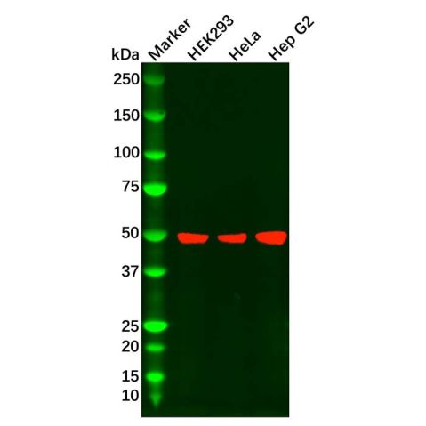 Recombinant CD116 Antibody,Recombinant CD116 Antibody