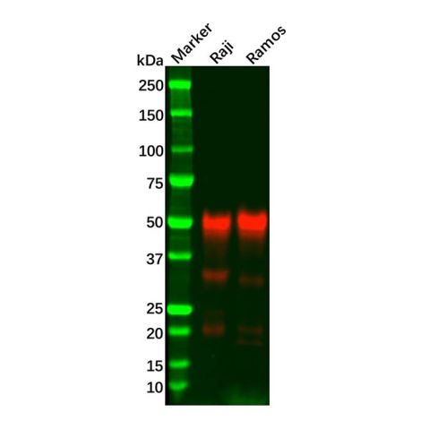 Recombinant CD27 Antibody,Recombinant CD27 Antibody