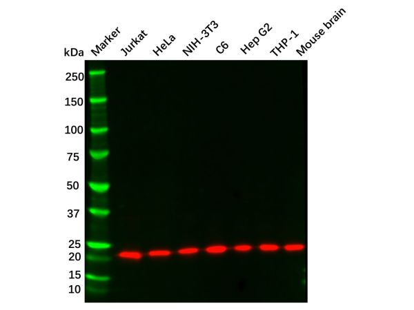 Recombinant CDC42 Antibody,Recombinant CDC42 Antibody