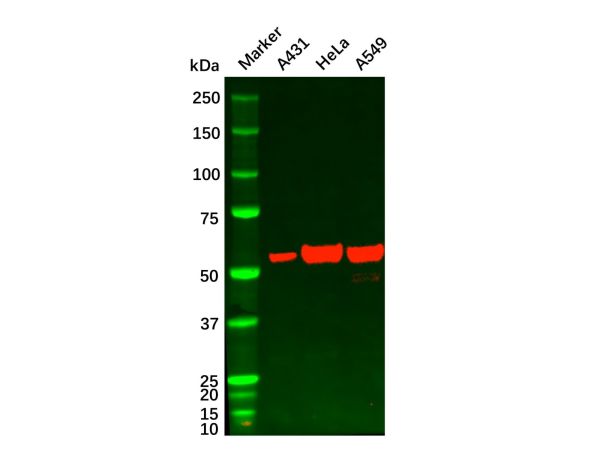 Chk1 Mouse mAb,Chk1 Mouse mAb