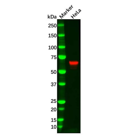 Recombinant Chk2 Antibody,Recombinant Chk2 Antibody