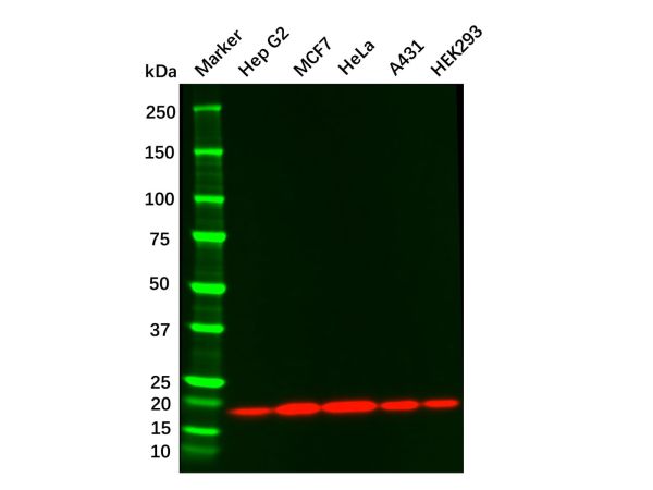 Cofilin 1 Mouse mAb,Cofilin 1 Mouse mAb