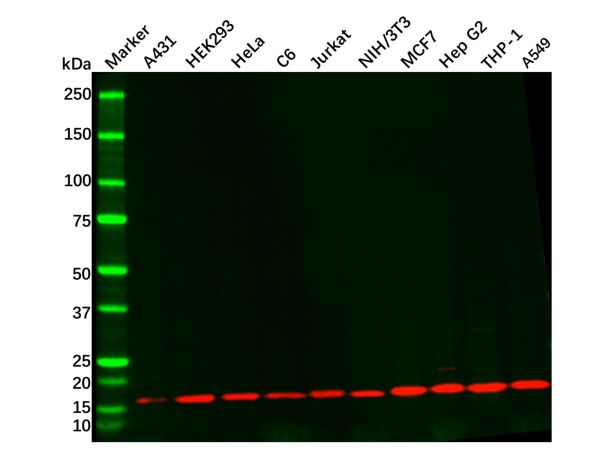 Recombinant COX IV Antibody,Recombinant COX IV Antibody