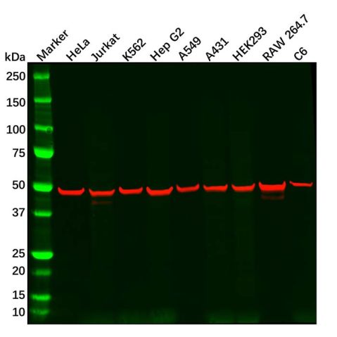 Recombinant CREB Antibody,Recombinant CREB Antibody