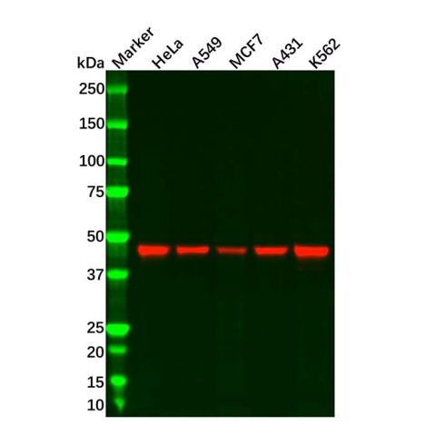 Recombinant Cyclin B2/CCNB2 Antibody,Recombinant Cyclin B2/CCNB2 Antibody