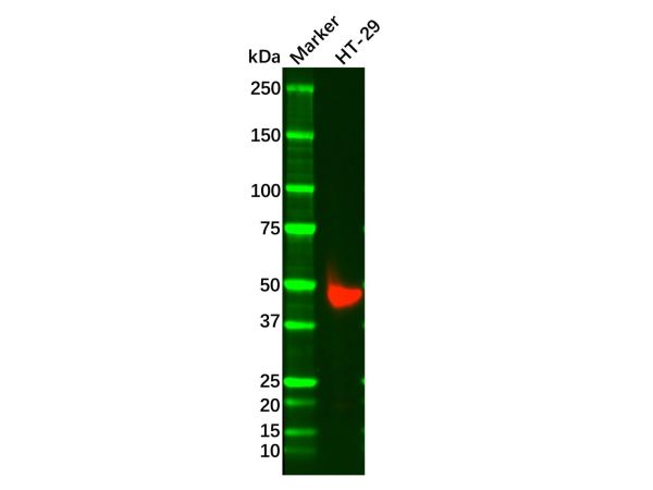 Recombinant Cytokeratin 20 Antibody,Recombinant Cytokeratin 20 Antibody