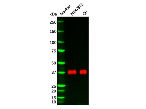 Recombinant DUSP6 Antibody,Recombinant DUSP6 Antibody