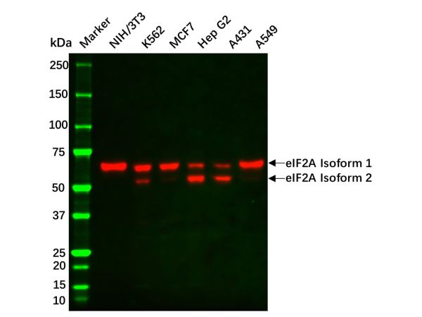 Recombinant eIF2A Antibody,Recombinant eIF2A Antibody