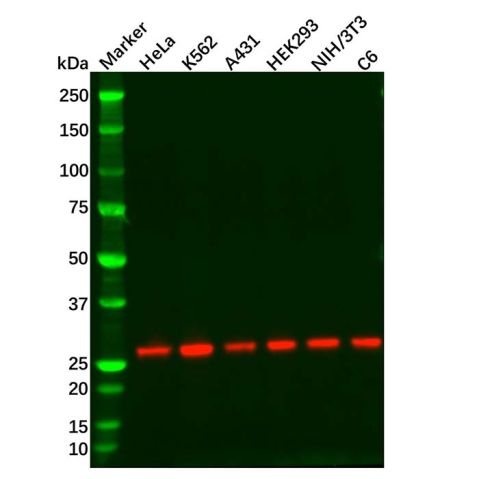 Recombinant eIF4E Antibody,Recombinant eIF4E Antibody