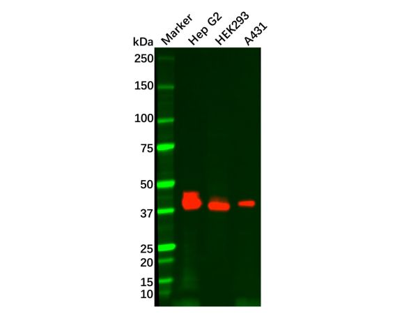 Recombinant EpCAM Antibody,Recombinant EpCAM Antibody