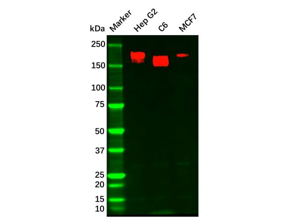 Recombinant HER3/ErbB3 Antibody,Recombinant HER3/ErbB3 Antibody