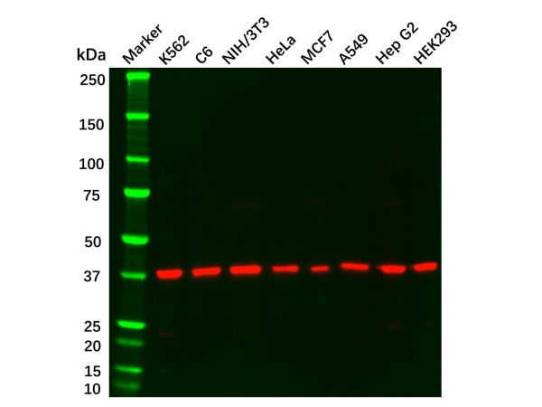 Recombinant ERK2 Antibody,Recombinant ERK2 Antibody