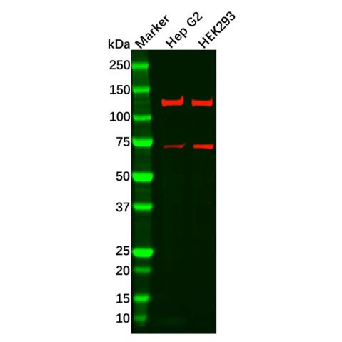 Recombinant FGFR3 Antibody,Recombinant FGFR3 Antibody