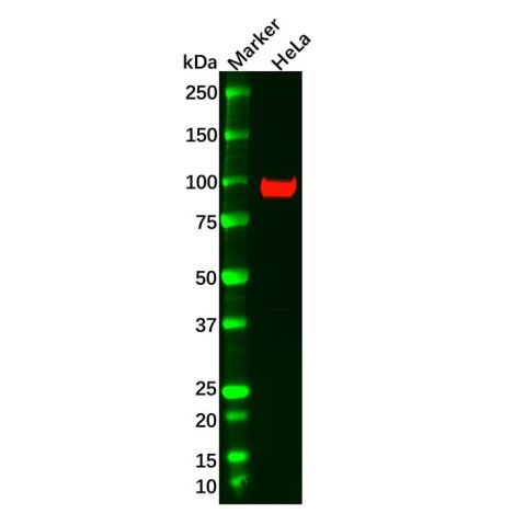 Recombinant FAP Antibody,Recombinant FAP Antibody