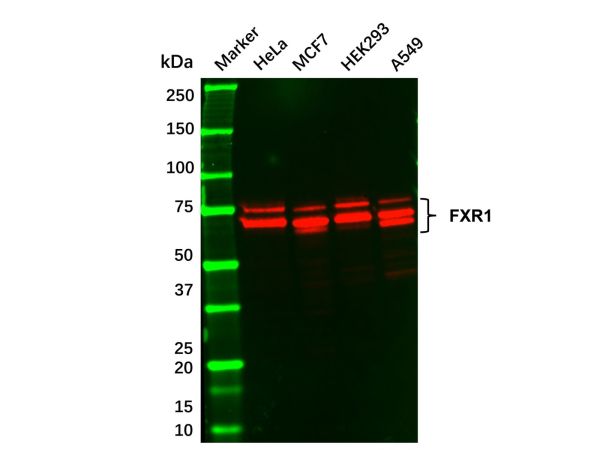 Recombinant FXR1 Antibody,Recombinant FXR1 Antibody