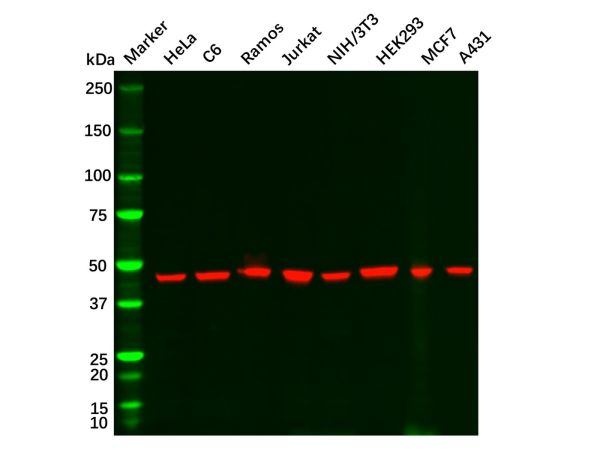 Recombinant gamma Tubulin Antibody,Recombinant gamma Tubulin Antibody