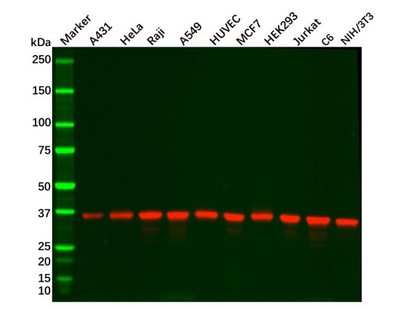 Recombinant GAPDH Antibody,Recombinant GAPDH Antibody