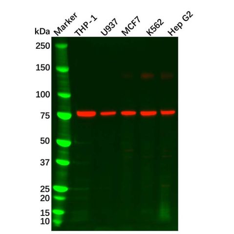 GCSF Receptor Antibody,GCSF Receptor Antibody