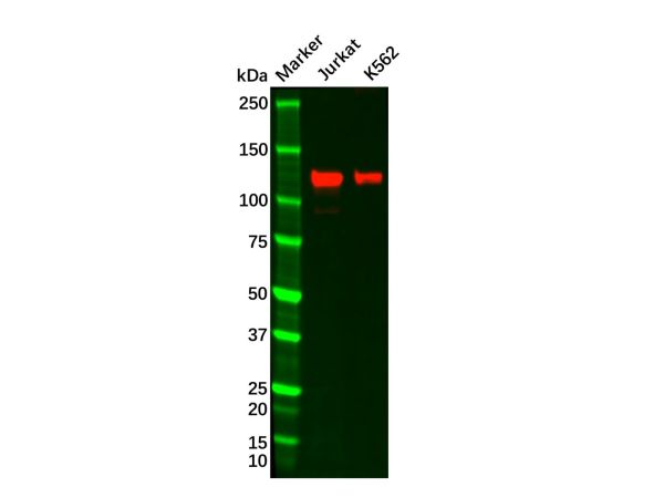 Recombinant GEF H1 Antibody,Recombinant GEF H1 Antibody