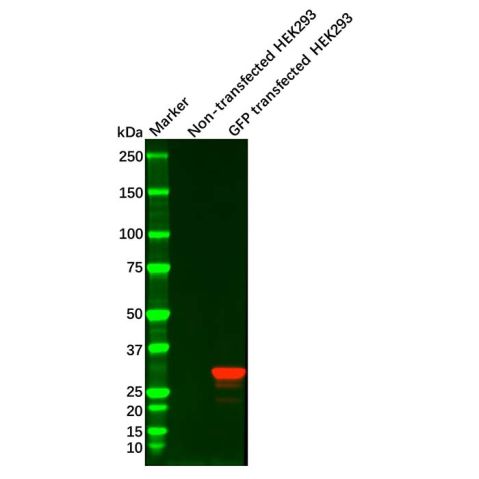 GFP Mouse mAb,GFP Mouse mAb