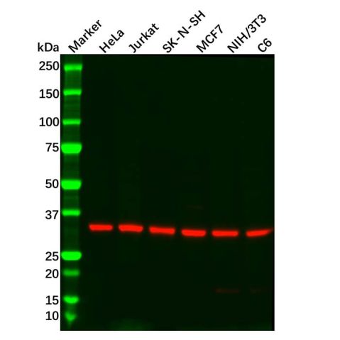 Recombinant GNB2 Antibody,Recombinant GNB2 Antibody