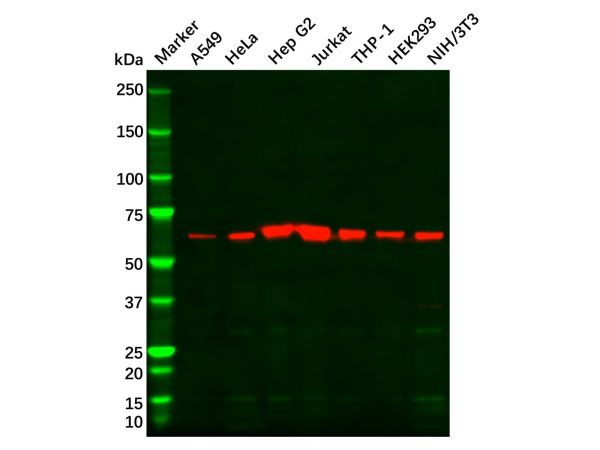 HDAC1 Mouse mAb,HDAC1 Mouse mAb