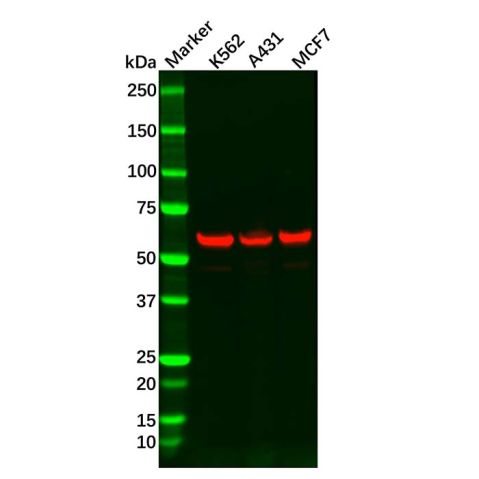 Recombinant HDAC2 Antibody,Recombinant HDAC2 Antibody