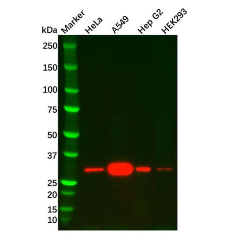 Heme Oxygenase 1 Mouse mAb,Heme Oxygenase 1 Mouse mAb