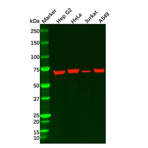 Hsp70 Mouse mAb,Hsp70 Mouse mAb