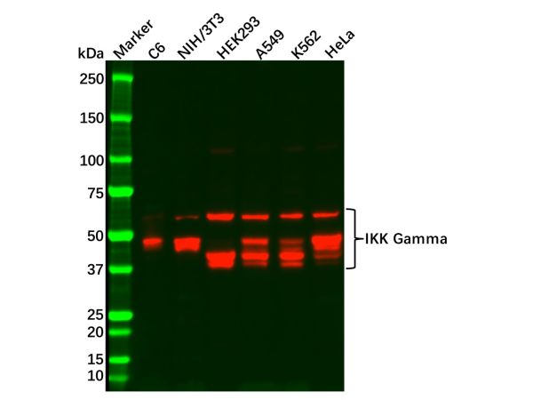 Recombinant IKK Gamma/NEMO Antibody,Recombinant IKK Gamma/NEMO Antibody