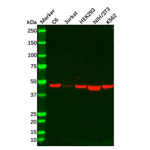 Recombinant IL-11RA Antibody,Recombinant IL-11RA Antibody