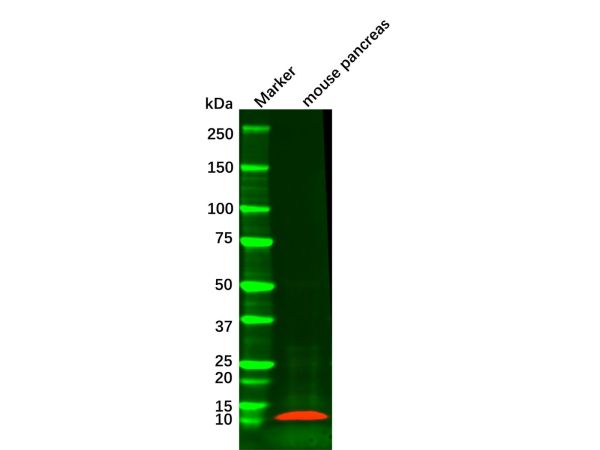 Recombinant Insulin Antibody,Recombinant Insulin Antibody