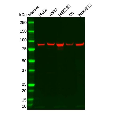 Recombinant ITGB6 Antibody,Recombinant ITGB6 Antibody