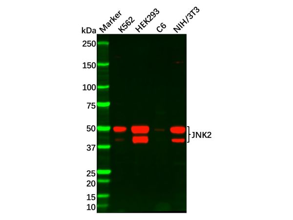 Recombinant JNK2 Antibody,Recombinant JNK2 Antibody