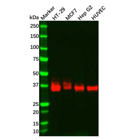 Recombinant JAM-A Antibody,Recombinant JAM-A Antibody