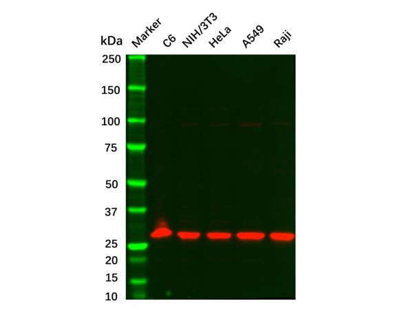 Recombinant KGF Antibody,Recombinant KGF Antibody