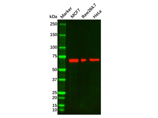 Lamin B1 Mouse mAb,Lamin B1 Mouse mAb